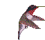 anima001.gif